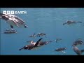 Galapagos Penguins Go Swimming South Pacific BBC Earth