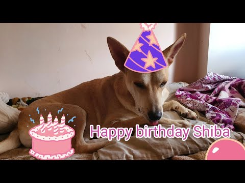 happy birthday Shiba