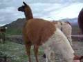 Cuidado!! LLamas!!