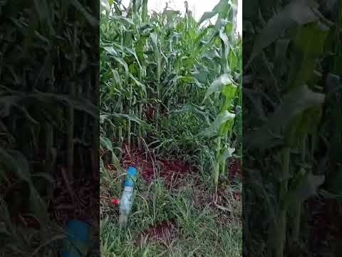 Veja como é a produção de milho irrigado em Japurá-PR