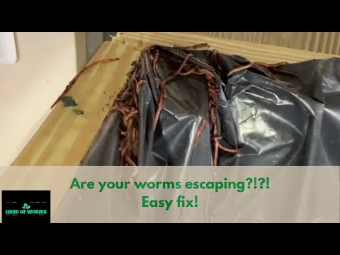 Are your worms escaping your bin? Here's an easy fix!