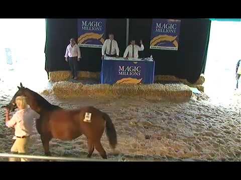 2012 Magic Millions Tasmanian Yearling Sale