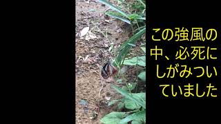 Download lagu 2019923 富士山のお代わり山行は? mp3 Download lagu 2019923 富士山のお代わり山行は? mp3