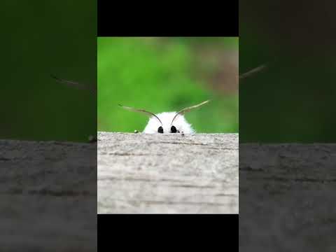 This video will CURE your FEAR of BUGS 🐛