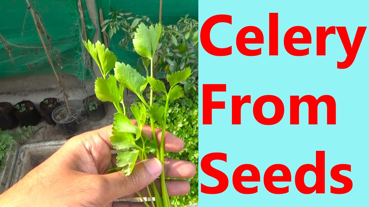 How to Grow Celery From Seed | Celery From Seed to Harvest | Winter Sowing Celery