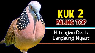 Download lagu Suara Tekukur Gacor Kuk 2 Paling Ampuh Untuk Pancingan Dan Pikat mp3