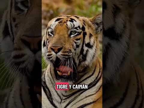 "También serías Santa Cruz" ORIGINAL SONG. BOLIVIA. Himno poético y musical, celebra la identidad.