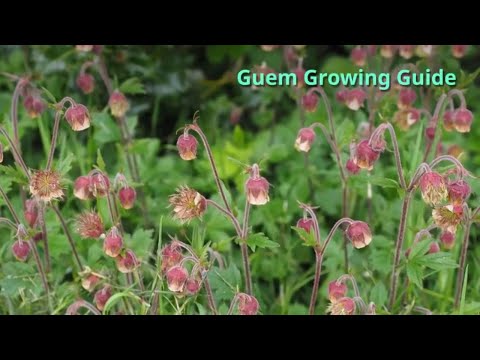 download lagu mp3 mp4 Growing Geum, download lagu Growing Geum gratis, unduh video klip Growing Geum