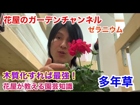 ゼラニウムに最も効果的な天然肥料は何ですか?  庭園