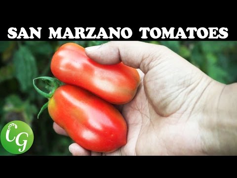 Best Roma Tomatoes - Growing San Marzano Roma Tomato