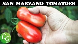 Best Roma Tomatoes - Growing San Marzano Roma Tomato