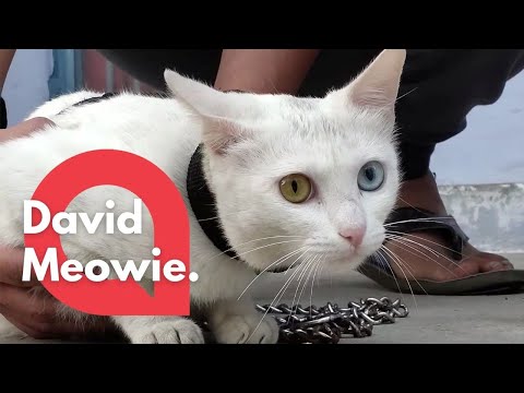A rare cat with different coloured eyes was found with its breed dating back to ancient times | SWNS