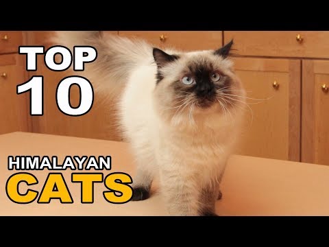 TOP 10 HIMALAYAN CATS BREEDS