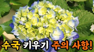 수국 키우기 주의 사항을 알려드립니다! #엉클플랜트 #식물키우기 #수국키우기
