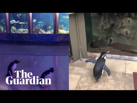 Penguins openly explore aquarium closed due to coronavirus