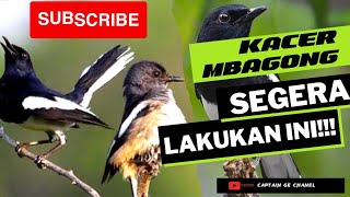 Download lagu KACER MBAGONG ? BEGINI MENGATASINYA | Cara Merawat Kacer mp3