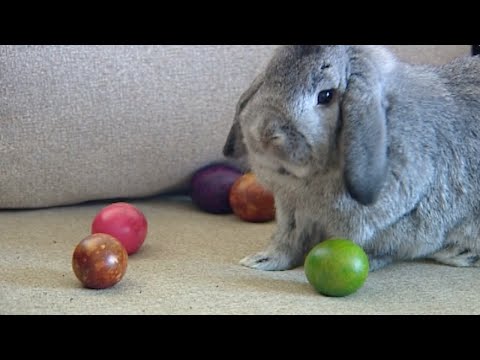 S11E12 Ķepa uz sirds 26.03.2016