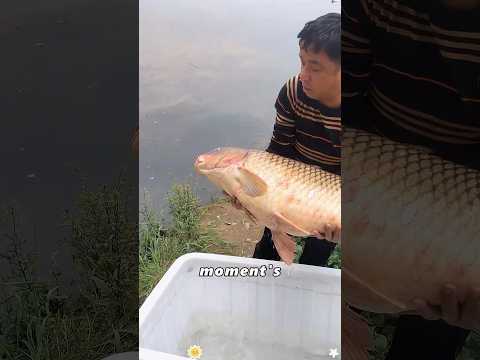 The man released the pregnant carp back into the wild.#animals #Foryou #love#cute