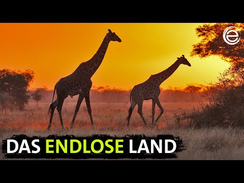 Serengeti ‒ Der große Aufbruch (Teil 1) | Erlebnis Erde