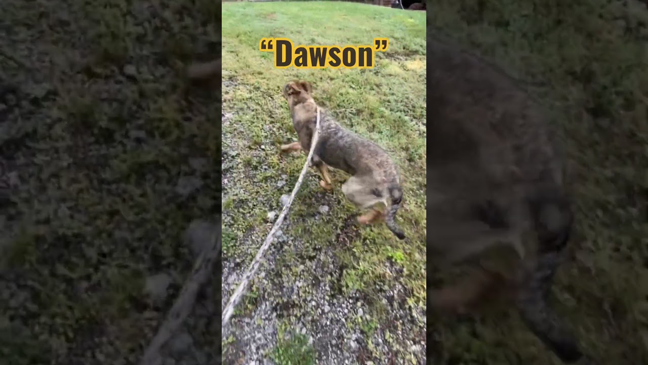 Enlarge Dawson, a ADOPTABLE mixed breed in Monroe, GA video 5/6