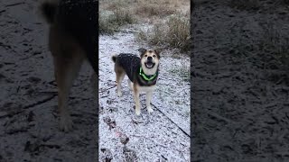 Dog trying to catch snowflakes