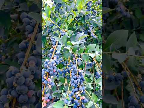 Beautiful Harvest On Blueberry Farm #satisfying #short