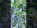 Beautiful Harvest On Blueberry Farm Satisfying Short