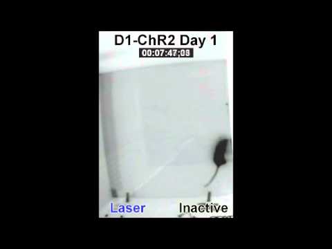 Still image from the Reinforcing effects of direct pathway stimulation YouTube video