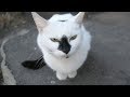 Cat With A Black Nose And Her Friend With An Orange Tail