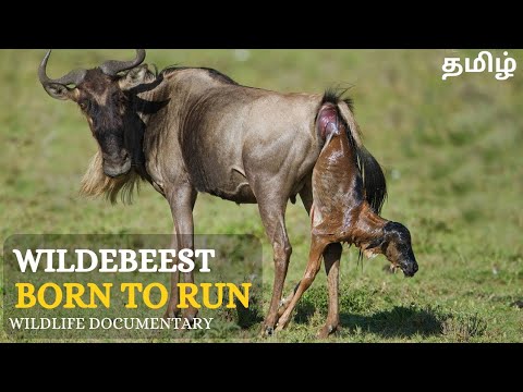 Wildebeest Born To Run