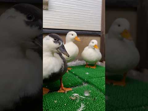 youtube-動物記事1970/01/01 09:00:00