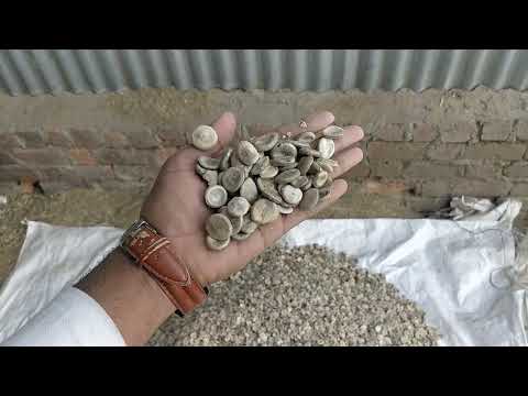 Sinhal strychnos nux-vomica dried poison nut, packaging type...