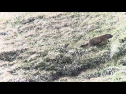 🦫 Meeting with a Giant Marmot at Malga Villar Alta | Val di Rabbi Selvaggia! ⛰✨