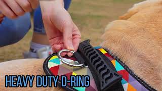 Personalized No Pull Dog Harness with Custom Name and Phone Number by PawPawify, Heavy Duty Pet Vest