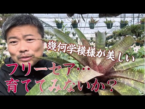 マグノリアの移植:可能ですか? 植物