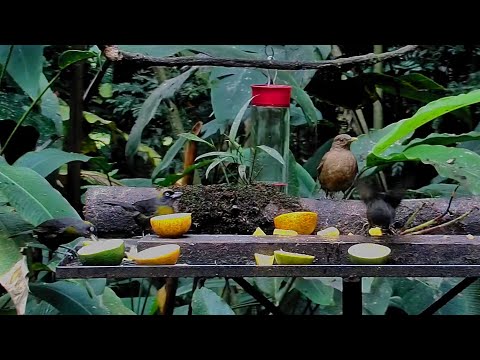 Dusky-faced Tanagers and Clay-colored Thrushes Share Oranges In Panama – Jan. 13, 2025