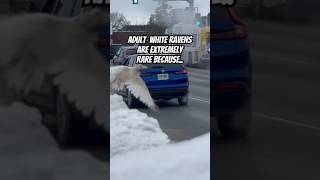 The Sad Story Behind The White Ravens Life
