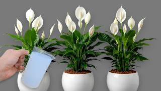 Just 1 Glass Makes So Many Flowers Explode Did You Know That