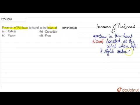 Foramen of Panizzae is found in the heart of