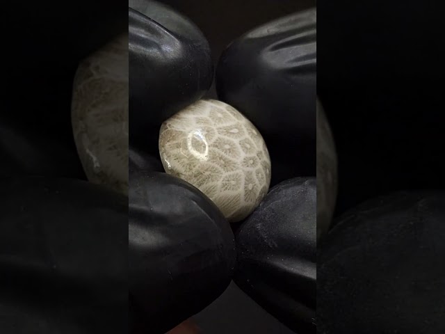 حجر فوسيل احفوري طبيعي