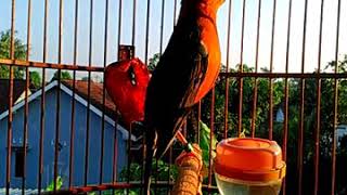 Download lagu Anis merah ngeplong cocok buat pancingan burung macet mp3