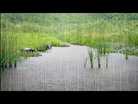 Svalt regn öser ner på sjön - Regn låter på vatten för meditation, yoga, studier och sömn