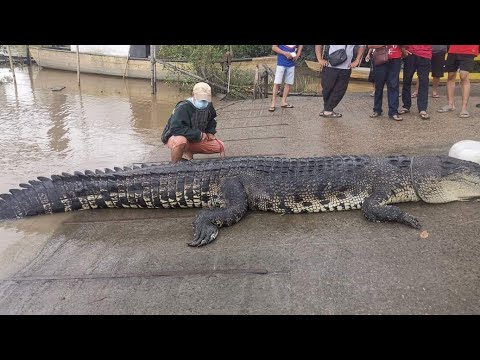 SANG BUAYA SUNGAI SAMARAHAN (SARAWAK) BERJAYA DITANGKAP