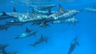 Hamata Dolphin House with Emperor Divers