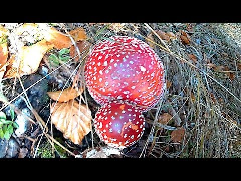 Білі Гриби в Карпатах 10,10,2019. Краса Карпатської природи