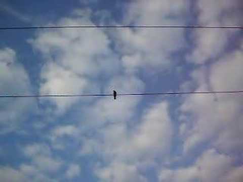 Vogel auf der Leitung