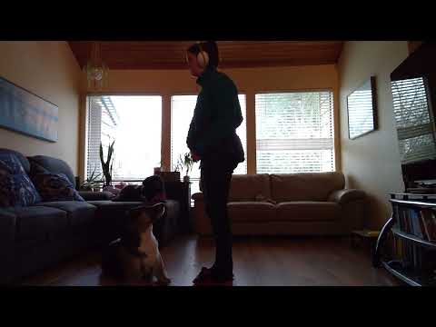 All Paws on Deck video.