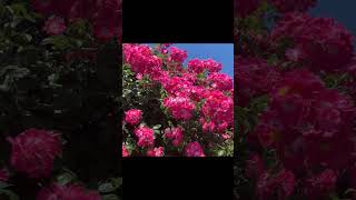 Download lagu 'Aaj Tujhse Jo Kehna Hai Kehne De 'Song Lyrics status video #short mp3