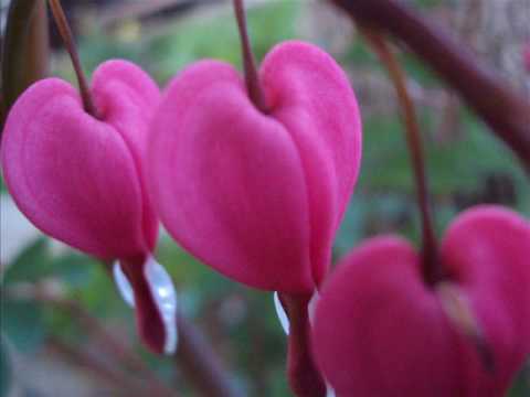 Solal feat. Melonie Cannon- Dancing Queen