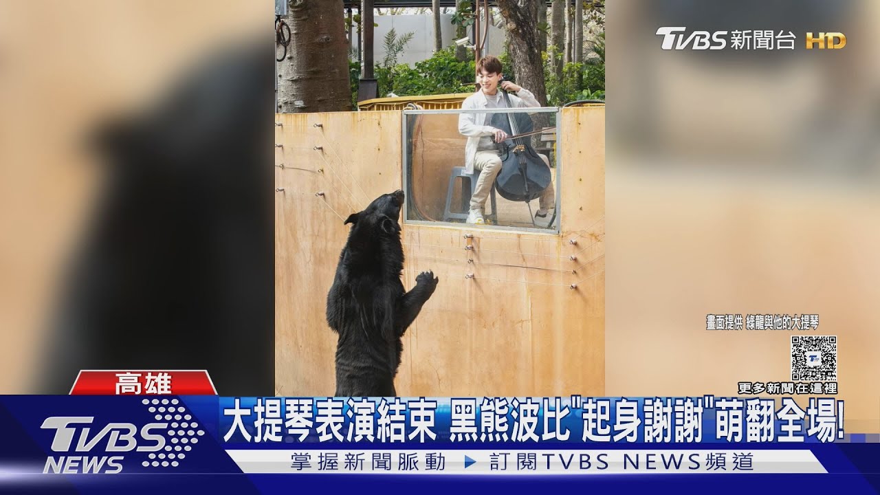 工讀生?大提琴表演結束 台灣黑熊波比竟「站立謝謝」
